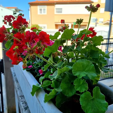Ema Apartman Pula