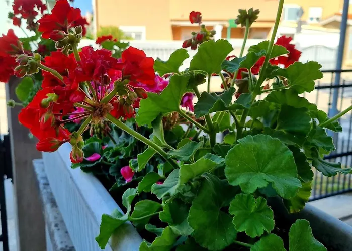 Ema Διαμέρισμα Πούλα